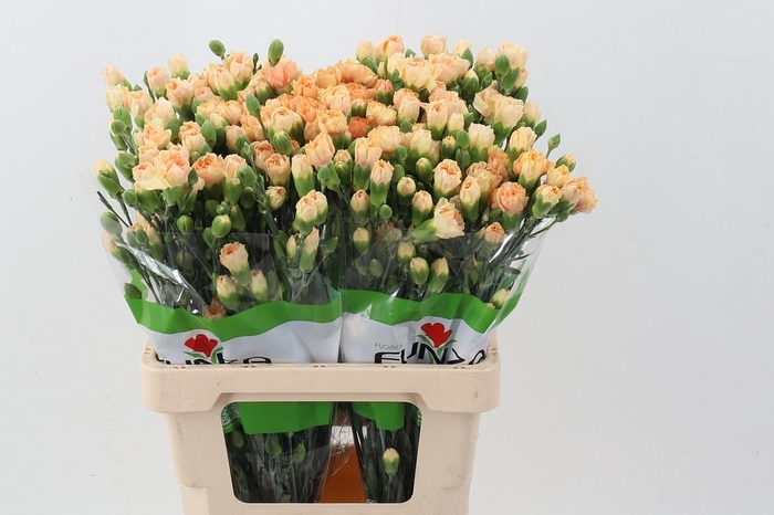 <h4>Di Tr Nectarine x20</h4>