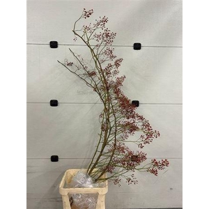 Rosa Corallo Rfruits