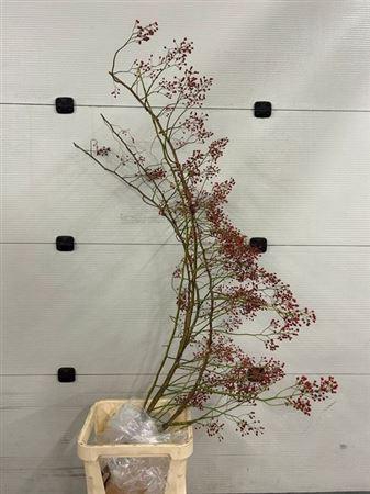 <h4>Rosa Corallo Rfruits</h4>