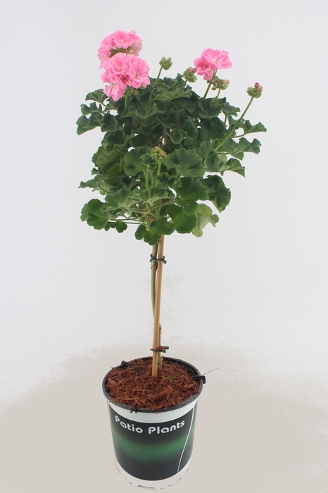 Pelargonium Roze op stam