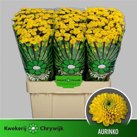 CHR SAN AAA AURINKO
