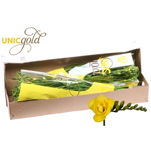 UG Barendse - Soleil box