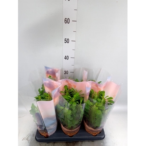 Euphorbia trigona