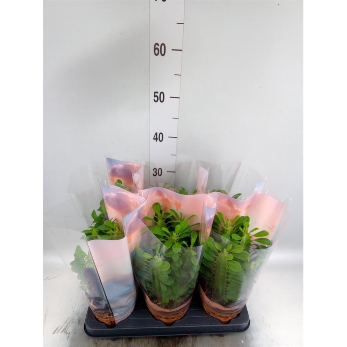 <h4>Euphorbia trigona</h4>