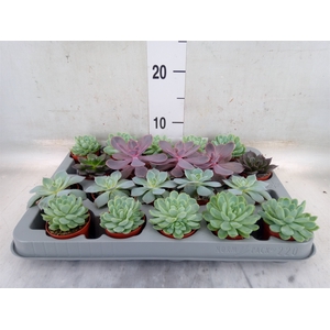 Echeveria   ...mix