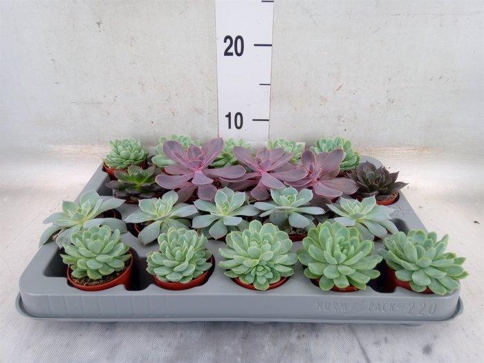 <h4>Echeveria   ...mix</h4>
