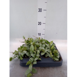 Hoya   ...