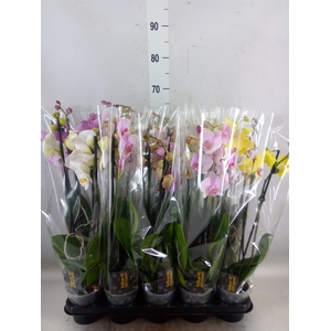 Phalaenopsis   ...mix  5