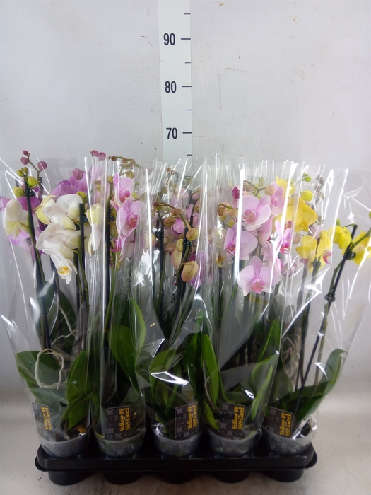 <h4>Phalaenopsis   ...mix  5</h4>