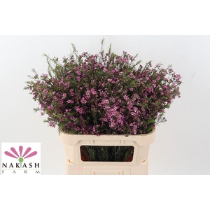 Cham UN Purple Pride