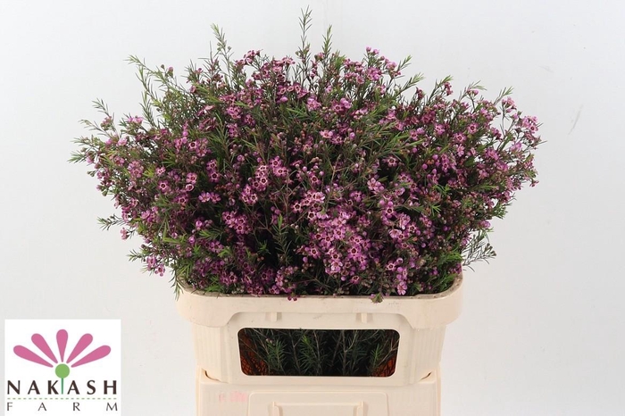 <h4>Cham UN Purple Pride</h4>