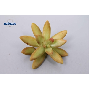Sedum Nusbaumerianum Cutflower