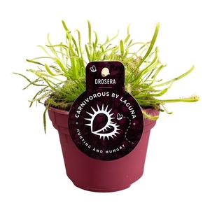 Drosera Capensis 12 cm wit