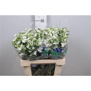 Oxy Co Perf Whi Harm