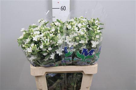 <h4>Oxy Co Perf Whi Harm</h4>