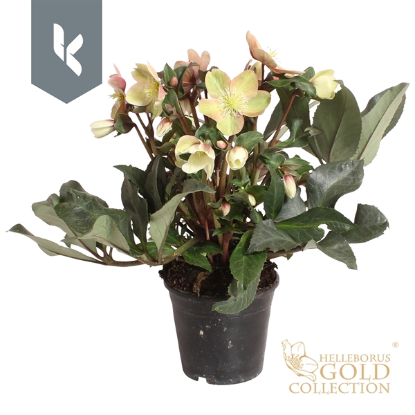 <h4>HGC Helleborus Malory</h4>