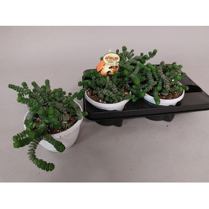 CRASS MARNIERIANA