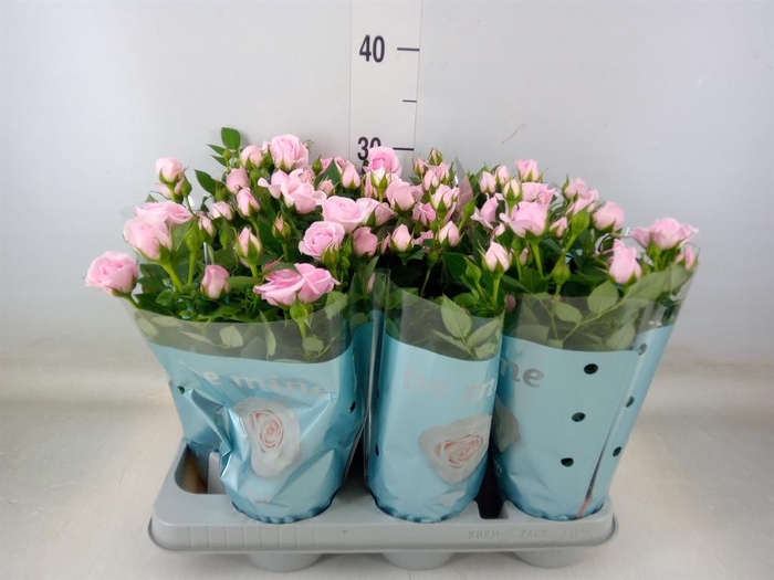 <h4>Rosa  'Baby Jewel'</h4>