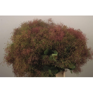 Cotinus Per Bunch