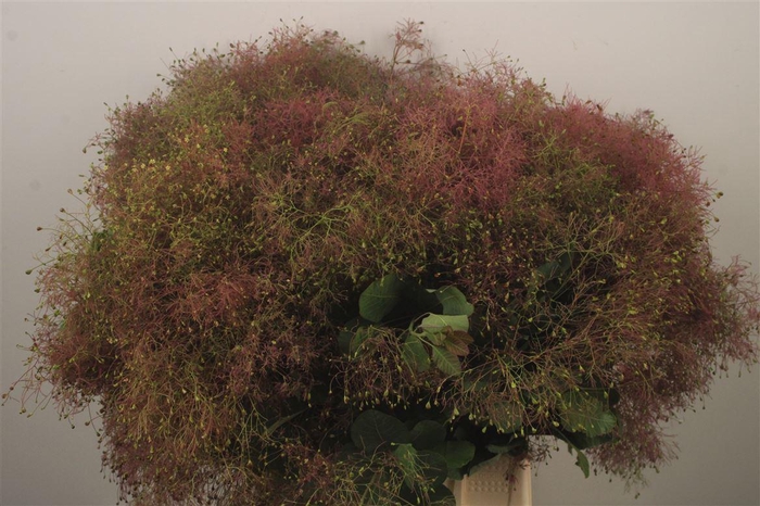 <h4>Cotinus Per Bunch</h4>