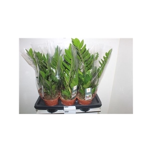 Zamio Zamiifolia 4+