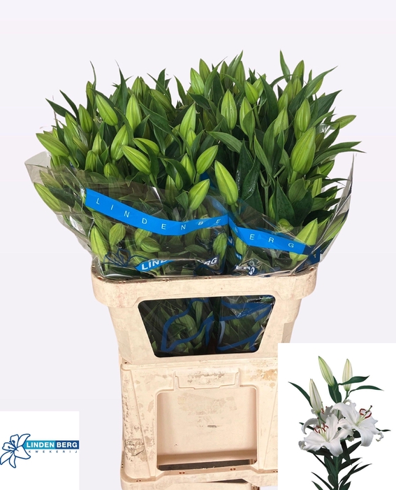 <h4>LI OR SANTANDER</h4>