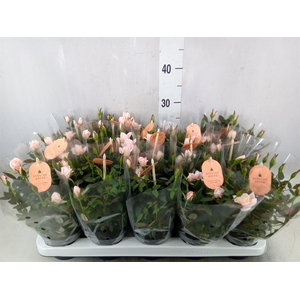 Rosa  'Rosaroma Pink'