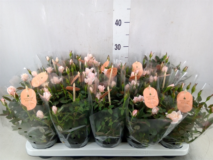 <h4>Rosa  'Rosaroma Pink'</h4>
