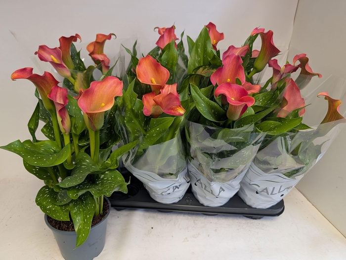 <h4>ZANT MORNING SUN</h4>