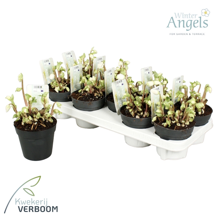 <h4>Helleborus verboom beauty 8+ bloem</h4>