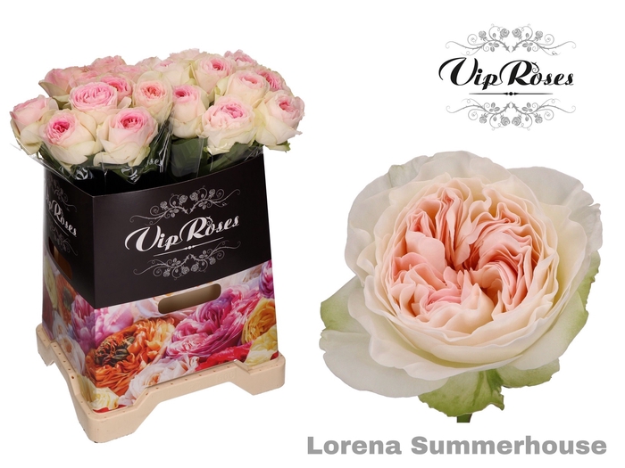 R GR LORENA SUMMERH