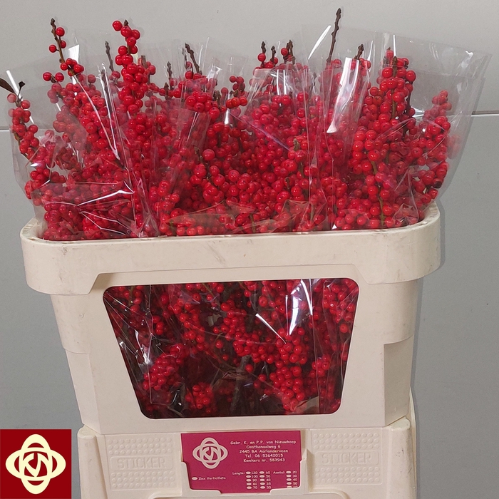 <h4>ILEX VE RODE BES</h4>