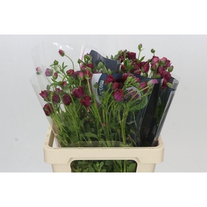 Ranunculus Moderna Allegria