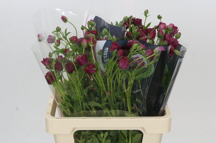 <h4>Ranunculus Moderna Allegria</h4>