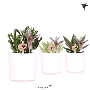 Kolibri Greens Succulenten mix in Simplicity pot white feathers