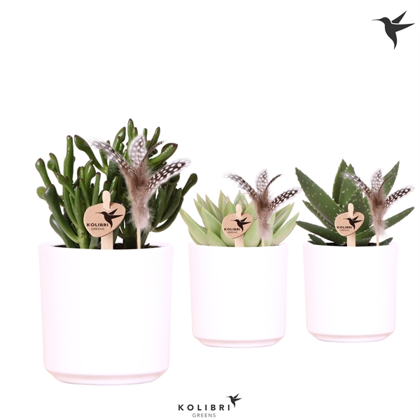 <h4>Kolibri Greens Succulenten mix in Simplicity pot white feathers</h4>