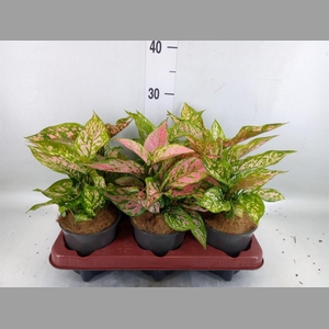 Aglaonema   ...