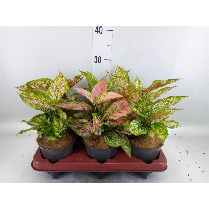 <h4>Aglaonema   ...</h4>