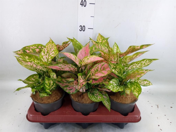 <h4>Aglaonema ...</h4>