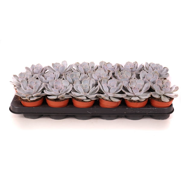 <h4>Echeveria lilacina 8,5 cm</h4>