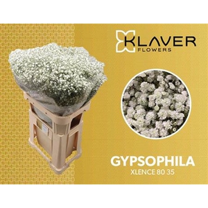 GYPS PA XLENCE 80/35GR
