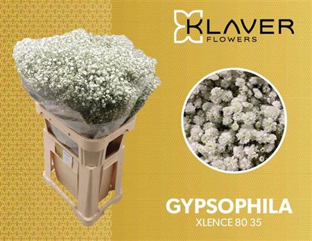 <h4>GYPS PA XLENCE 80/35GR</h4>