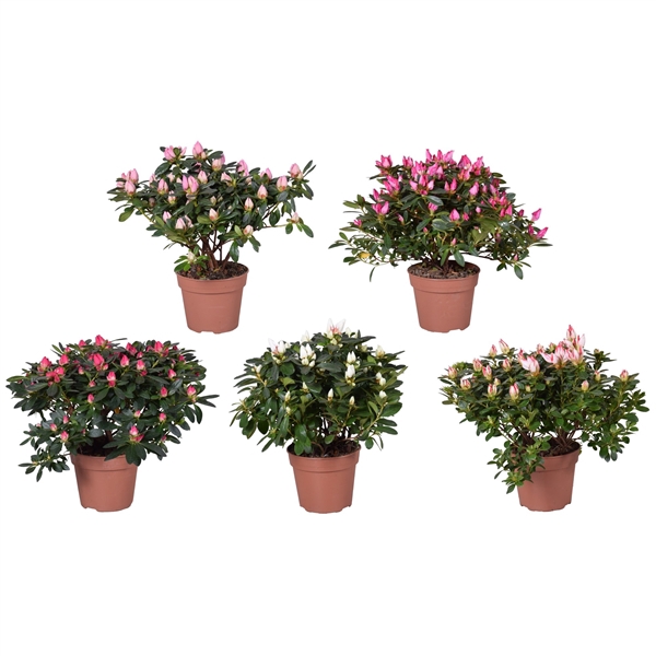 <h4>Azalea gemengd (Voorjaar soorten) 14cm</h4>