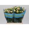 Ranunculus Butterfly Ariadne