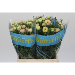 Ranunculus Butterfly Ariadne