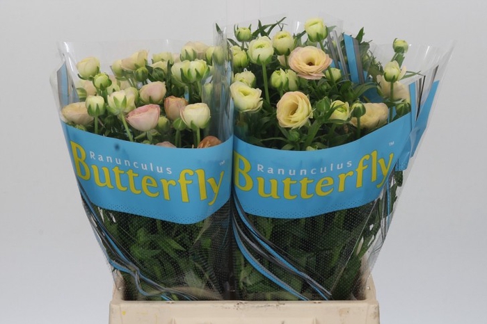 <h4>Ranunculus Butterfly Ariadne</h4>