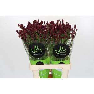 Sanguisorba officinalis Red Dream