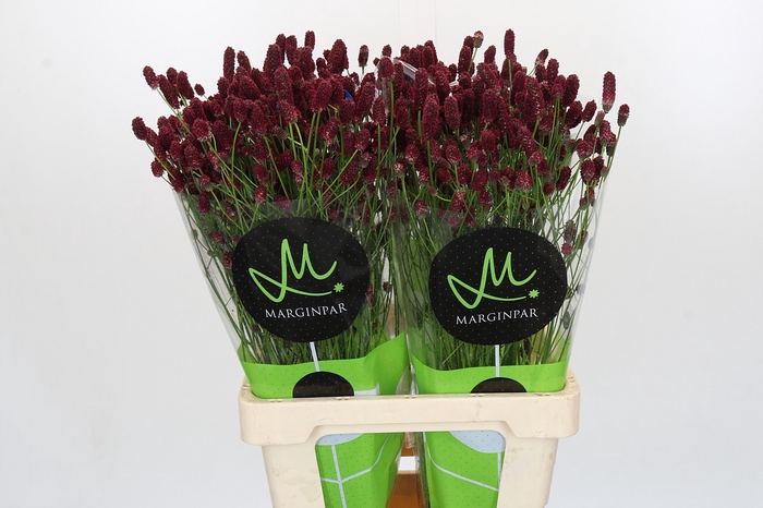 <h4>Sanguisorba officinalis Red Dream</h4>