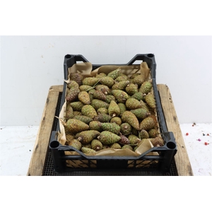 Pinea Mini Naturel X100 Crate