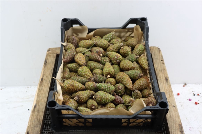 <h4>Pinea Mini Naturel X100 Crate</h4>
